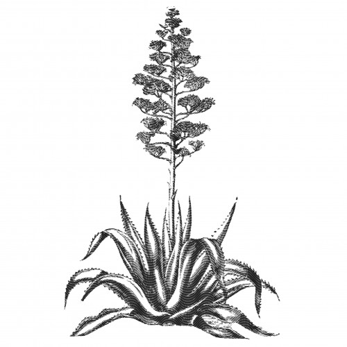 agave-1