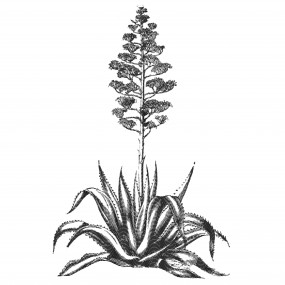 agave-1